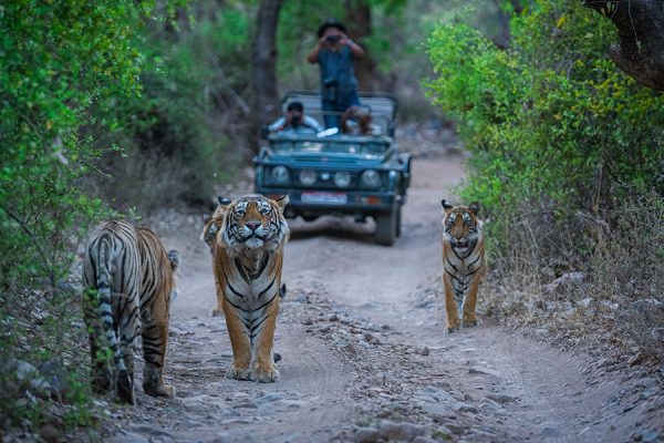 A road block by a male tiger and his cubs on a jungle trail in an evening safari at Ranthambore Tiger Reserve, India